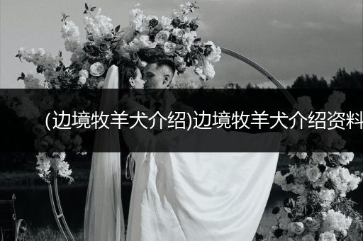 （邊境牧羊犬介紹)邊境牧羊犬介紹資料