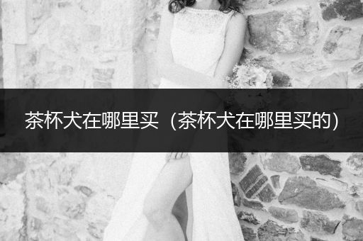 茶杯犬在哪里買（茶杯犬在哪里買的）