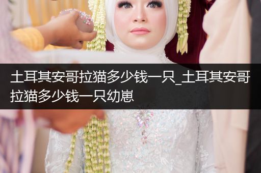 土耳其安哥拉貓多少錢一只_土耳其安哥拉貓多少錢一只幼崽