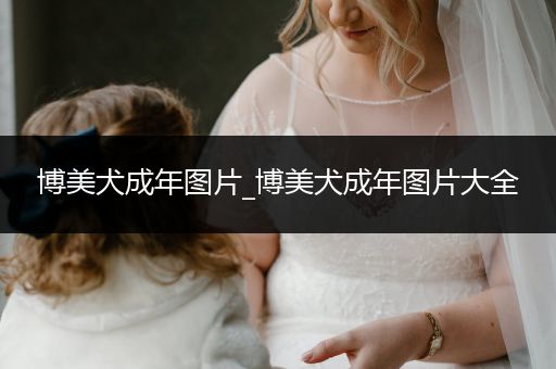 博美犬成年圖片_博美犬成年圖片大全