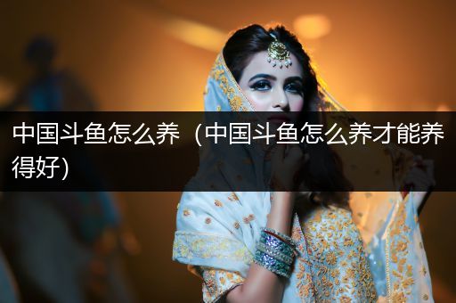 中國斗魚怎么養(yǎng)（中國斗魚怎么養(yǎng)才能養(yǎng)得好）