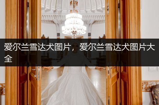 愛爾蘭雪達(dá)犬圖片，愛爾蘭雪達(dá)犬圖片大全