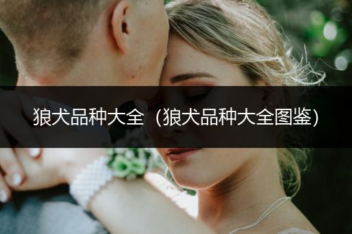 狼犬品種大全（狼犬品種大全圖鑒）