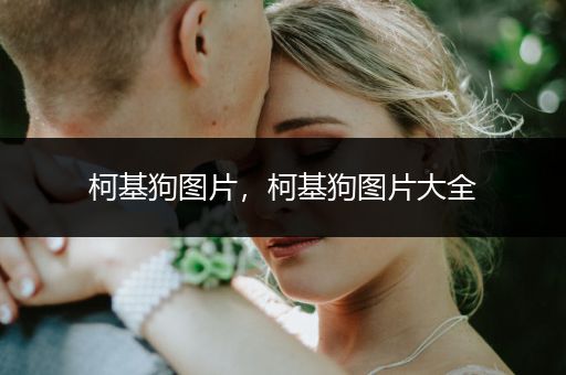 柯基狗圖片，柯基狗圖片大全