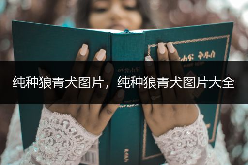 純種狼青犬圖片，純種狼青犬圖片大全