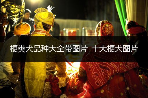 梗類犬品種大全帶圖片_十大梗犬圖片