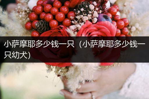 小薩摩耶多少錢一只（小薩摩耶多少錢一只幼犬）