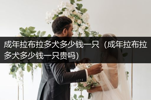 成年拉布拉多犬多少錢一只（成年拉布拉多犬多少錢一只貴嗎）