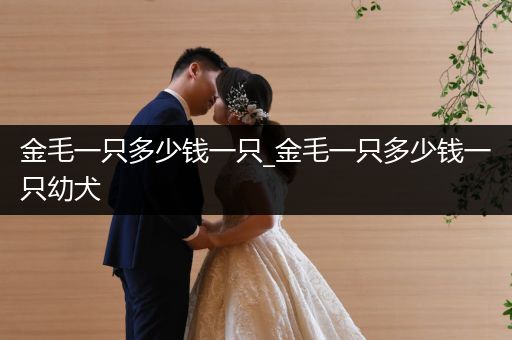 金毛一只多少錢一只_金毛一只多少錢一只幼犬