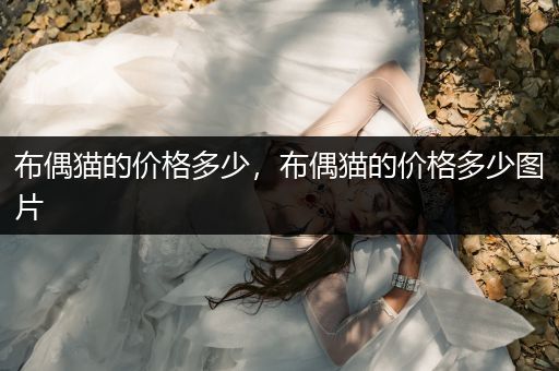 布偶貓的價格多少，布偶貓的價格多少圖片