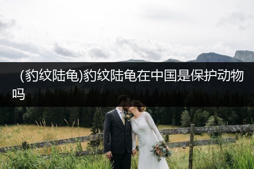 （豹紋陸龜)豹紋陸龜在中國是保護(hù)動(dòng)物嗎