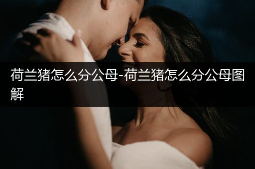 荷蘭豬怎么分公母-荷蘭豬怎么分公母圖解