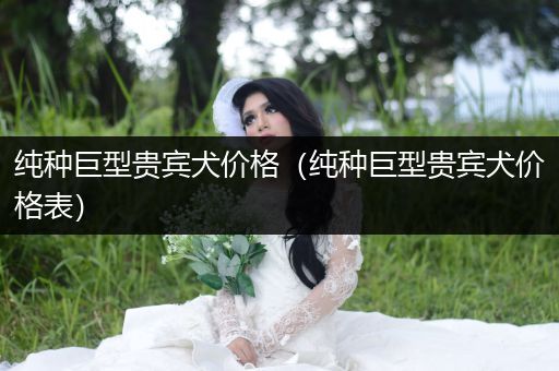 純種巨型貴賓犬價(jià)格（純種巨型貴賓犬價(jià)格表）