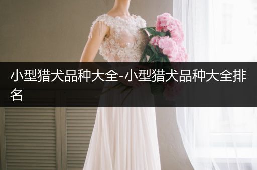 小型獵犬品種大全-小型獵犬品種大全排名