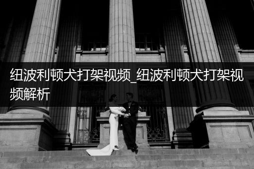 紐波利頓犬打架視頻_紐波利頓犬打架視頻解析