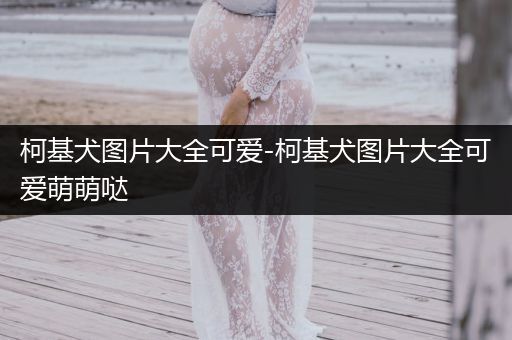 柯基犬圖片大全可愛-柯基犬圖片大全可愛萌萌噠