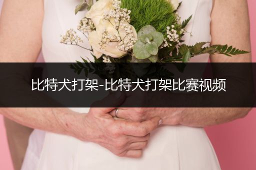 比特犬打架-比特犬打架比賽視頻