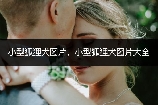 小型狐貍?cè)畧D片，小型狐貍?cè)畧D片大全