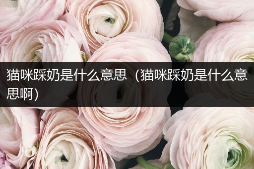 貓咪踩奶是什么意思（貓咪踩奶是什么意思啊）