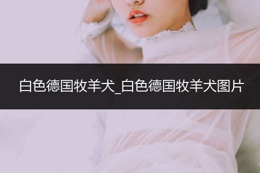 白色德國牧羊犬_白色德國牧羊犬圖片