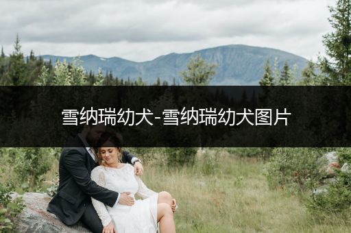 雪納瑞幼犬-雪納瑞幼犬圖片