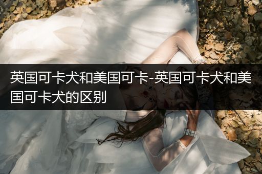 英國可卡犬和美國可卡-英國可卡犬和美國可卡犬的區(qū)別