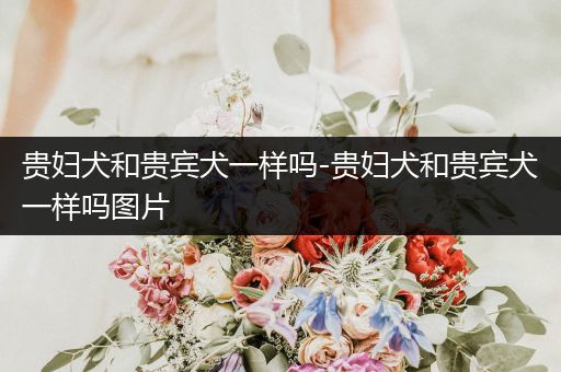 貴婦犬和貴賓犬一樣嗎-貴婦犬和貴賓犬一樣嗎圖片