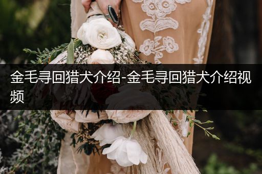 金毛尋回獵犬介紹-金毛尋回獵犬介紹視頻