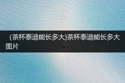 （茶杯泰迪能長多大)茶杯泰迪能長多大圖片