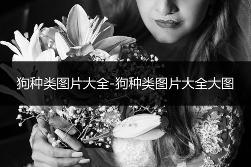 狗種類圖片大全-狗種類圖片大全大圖