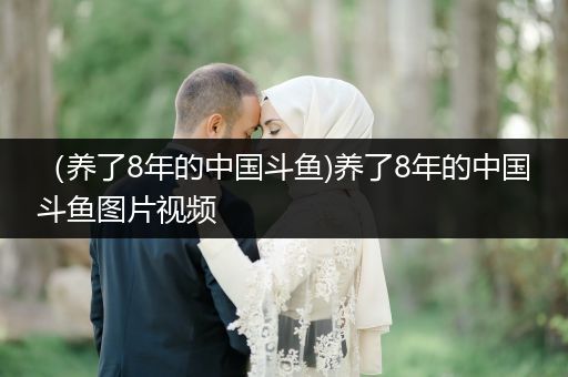 （養(yǎng)了8年的中國(guó)斗魚)養(yǎng)了8年的中國(guó)斗魚圖片視頻