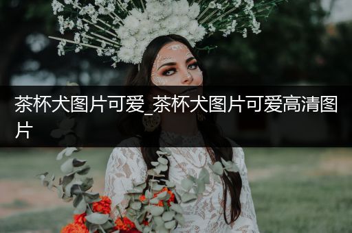 茶杯犬圖片可愛_茶杯犬圖片可愛高清圖片