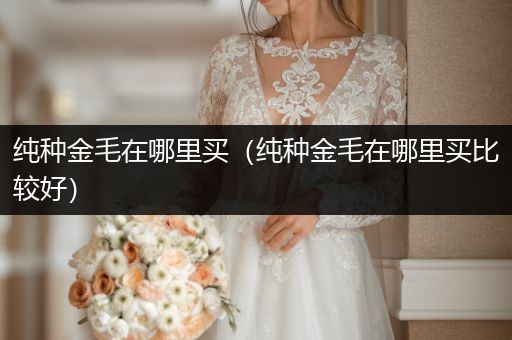 純種金毛在哪里買（純種金毛在哪里買比較好）