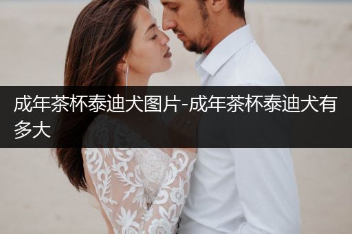 成年茶杯泰迪犬圖片-成年茶杯泰迪犬有多大