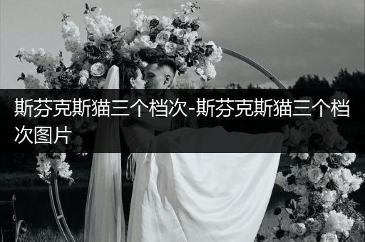 斯芬克斯貓三個檔次-斯芬克斯貓三個檔次圖片