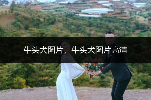 牛頭犬圖片，牛頭犬圖片高清