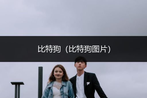 比特狗（比特狗圖片）