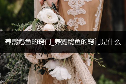 養(yǎng)鸚鵡魚的竅門_養(yǎng)鸚鵡魚的竅門是什么