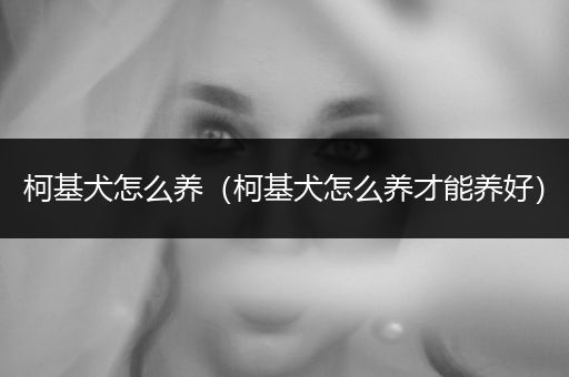 柯基犬怎么養(yǎng)（柯基犬怎么養(yǎng)才能養(yǎng)好）