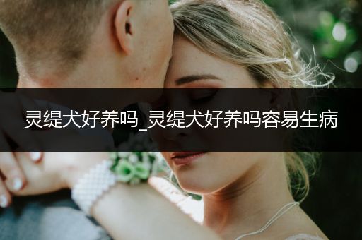 靈緹犬好養(yǎng)嗎_靈緹犬好養(yǎng)嗎容易生病