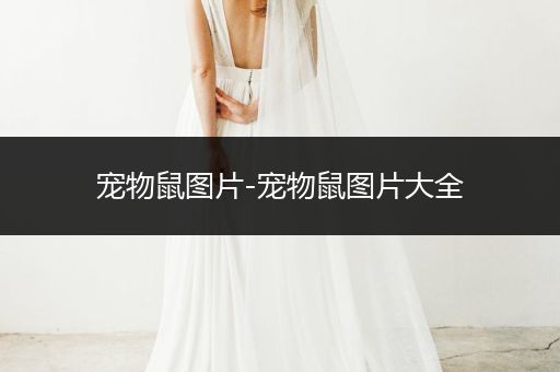 寵物鼠圖片-寵物鼠圖片大全