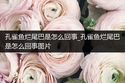 孔雀魚爛尾巴是怎么回事_孔雀魚爛尾巴是怎么回事圖片