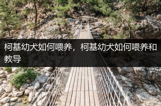 柯基幼犬如何喂養(yǎng)，柯基幼犬如何喂養(yǎng)和教導(dǎo)