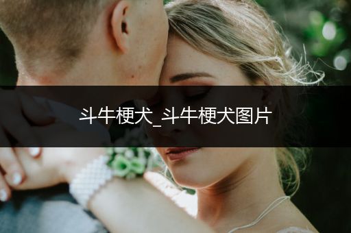 斗牛梗犬_斗牛梗犬圖片