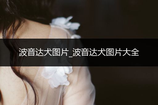 波音達犬圖片_波音達犬圖片大全