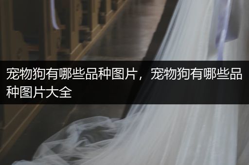 寵物狗有哪些品種圖片，寵物狗有哪些品種圖片大全