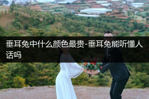 垂耳兔中什么顏色最貴-垂耳兔能聽(tīng)懂人話嗎