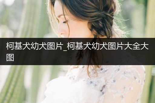 柯基犬幼犬圖片_柯基犬幼犬圖片大全大圖