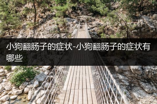 小狗翻腸子的癥狀-小狗翻腸子的癥狀有哪些