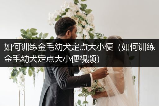 如何訓(xùn)練金毛幼犬定點(diǎn)大小便（如何訓(xùn)練金毛幼犬定點(diǎn)大小便視頻）